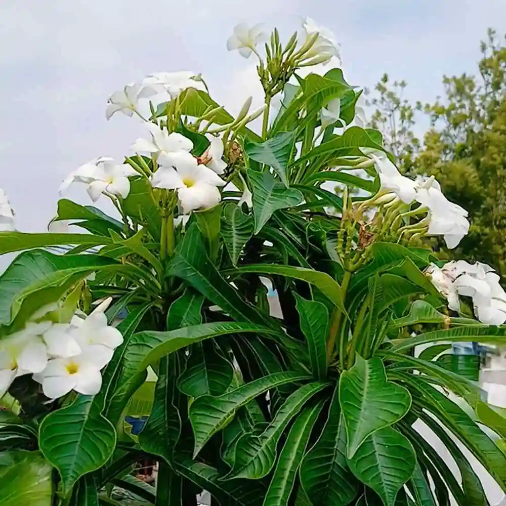 Nag Champa Plant